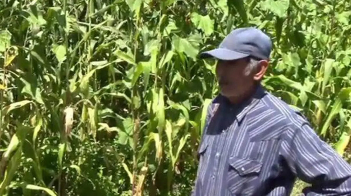 ACapulco - lluvias son benéficas para el campo